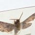 Deidamia Inscriptum Moth - Will Minor Butterfly Collection