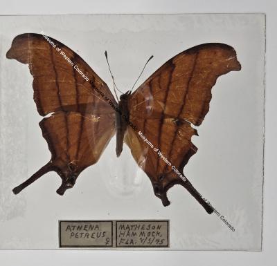 Athena Petreus Butterfly - Will Minor Butterfly Collection