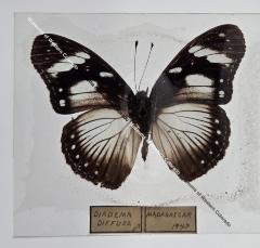 Diadema Diffusa - Will Minor Butterfly Collection