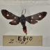 Syntomeida Epilais - Will Minor Butterfly Collection