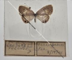 Leptotes Theonus - Will Minor Butterfly Collection