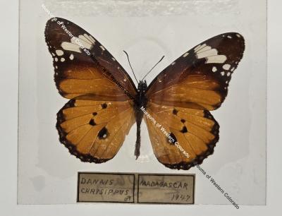 Danais Chryippus - Will Minor Butterfly Collection