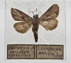 Dasylophia Notadout Abbreviata - Will Minor Butterfly Collection