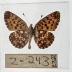 Brenthis Myrina - Will Minor Butterfly Collection
