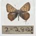 Heodes Nivalis - Will Minor Butterfly Collection