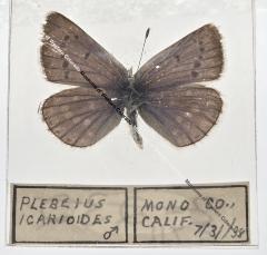 Plebeius Icarioides - Will Minor Butterfly Collection