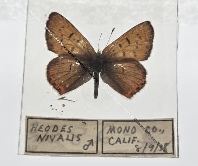 Heodes Nivalis - Will Minor Butterfly Collection