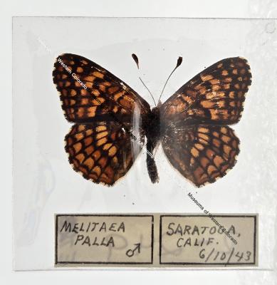 Melitaea Palla - Will Minor Butterfly Collection