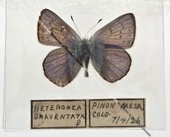 Heteronea Graventata - Will Minor Butterfly Collection