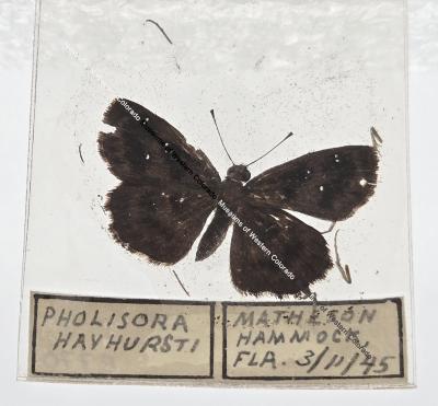 Pholisora Havhursti - Will Minor Butterfly Collection