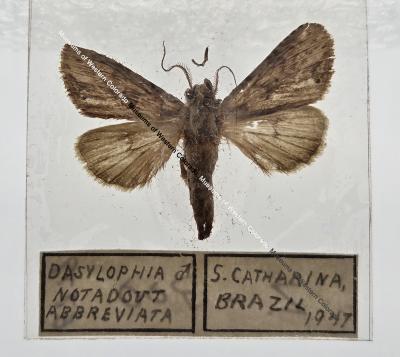 Dasylophia Notadout Abbreviata - Will Minor Butterfly Collection