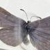Plebeius Icarioides - Will Minor Butterfly Collection