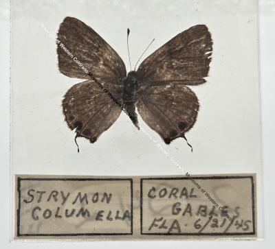 Stryomon Columella - Will Minor Butterfly Collection