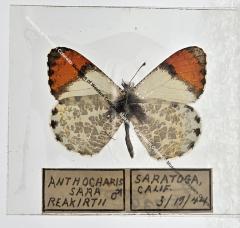 Anthocharis Sara Reakirtii - Will Minor Butterfly Collection