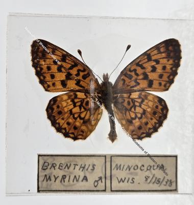 Brenthis Myrina - Will Minor Butterfly Collection
