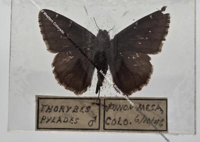 Thorybes Pylades - Will Minor Butterfly Collection
