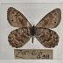 Oeneis Chryxus - Will Minor Butterfly Collection