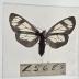 Gnophaela Vermiculata - Will Minor Butterfly Collection