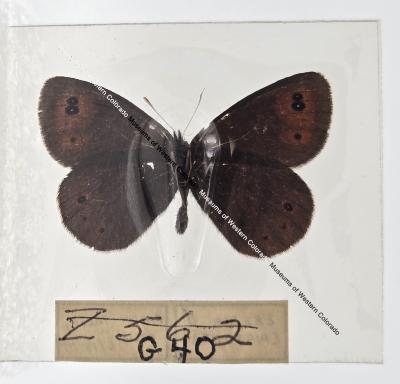 Erebia Epipsodea - Will Minor Butterfly Collection