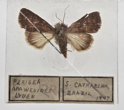 Perigea Apaweoides Lyuen - Will Minor Butterfly Collection
