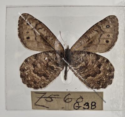 Oeneis Chryxus - Will Minor Butterfly Collection