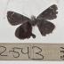Phalisora Catullus - Will Minor Butterfly Collection