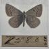 Plebeius Icarioides Lycea - Will Minor Butterfly Collection