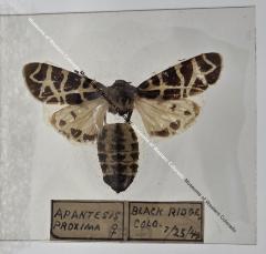 Apantesis Proxmia - Will Minor Butterfly Collection