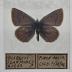 Plebeius Icarioides Lycea - Will Minor Butterfly Collection