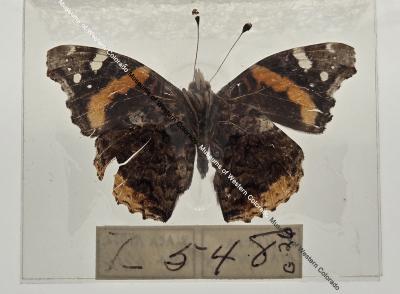 Vanessa Atalanta - Will Minor Butterfly Collection