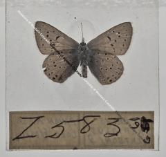 Plebeius Saepiolus Gertshi - Will Minor Butterfly Collection