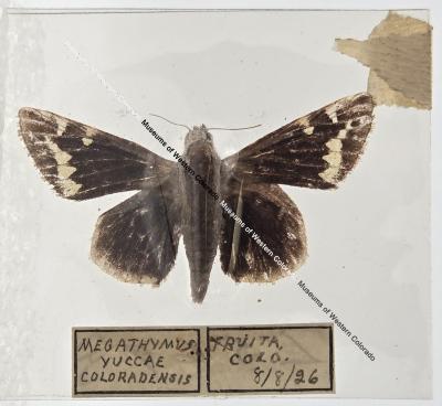 Megathymus Yuccae Coloradensis - Will Minor Butterfly Collection