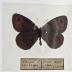 Erebia Epipsodea - Will Minor Butterfly Collection