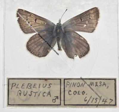 Plebeius Rustica - Will Minor Butterfly Collection