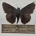 Thorybes Pylades - Will Minor Butterfly Collection