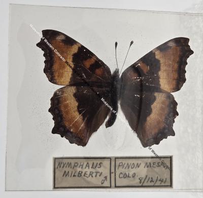 Nymphalis Milberti - Will Minor Butterfly Collection