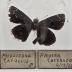 Phalisora Catullus - Will Minor Butterfly Collection