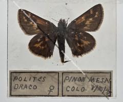 Polites Draco - Will Minor Butterfly Collection