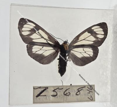 Gnophaela Vermiculata - Will Minor Butterfly Collection