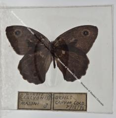 Minois Corcyonis - Will Minor Butterfly Collection