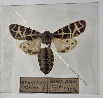 Apantesis Proxmia - Will Minor Butterfly Collection