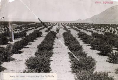 Photo of Early Day Peach Orchards Near Mt. Garfield