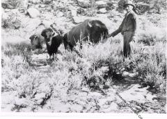John Otto with Small Bison Herd