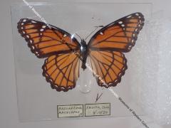 Viceroy (Butterfly) - Will Minor Collection