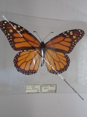 Monarch (Butterfly) - Will Minor Collection