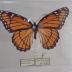 Viceroy (Butterfly) - Will Minor Collection