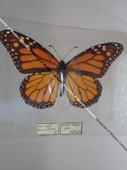 Monarch (Butterfly) - Will Minor Collection