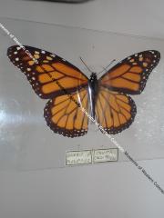 Monarch (Butterfly) - Will Minor Collection