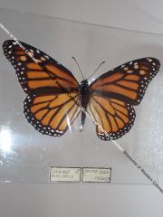 Monarch (Butterfly) - Will Minor Collection