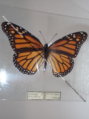 Monarch (Butterfly) - Will Minor Collection